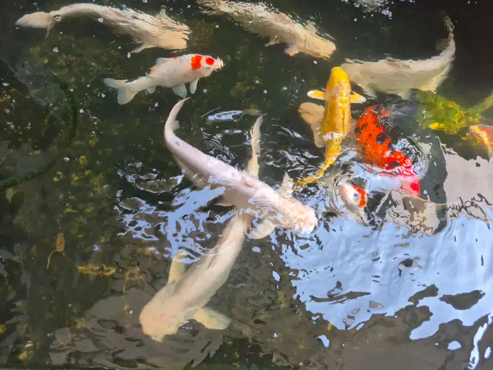 Jual Ikan Koi, ikan Patin Albino, filter air, gelembung air, sir air