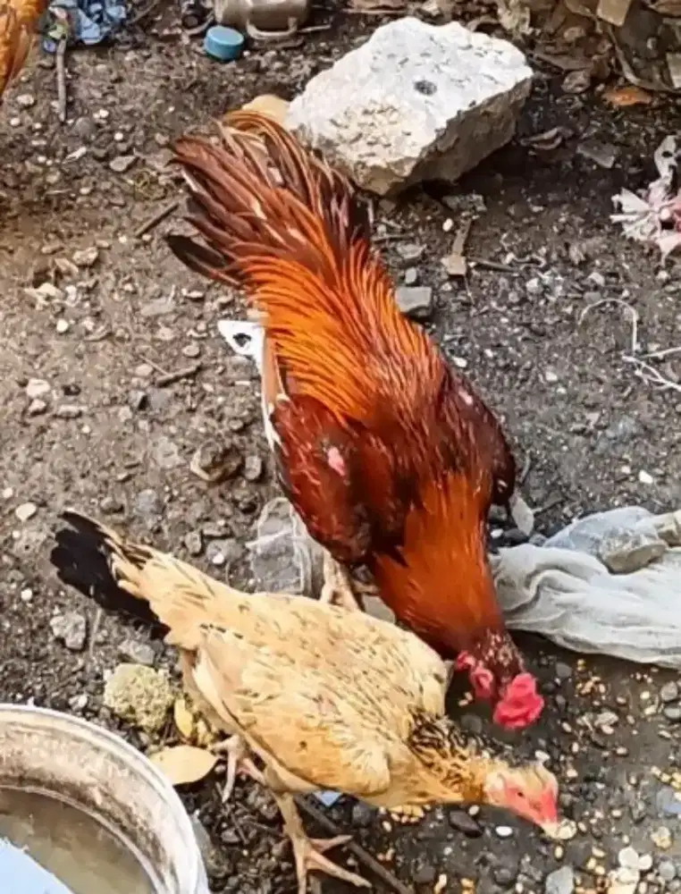 pakcekan ekor lidi oro