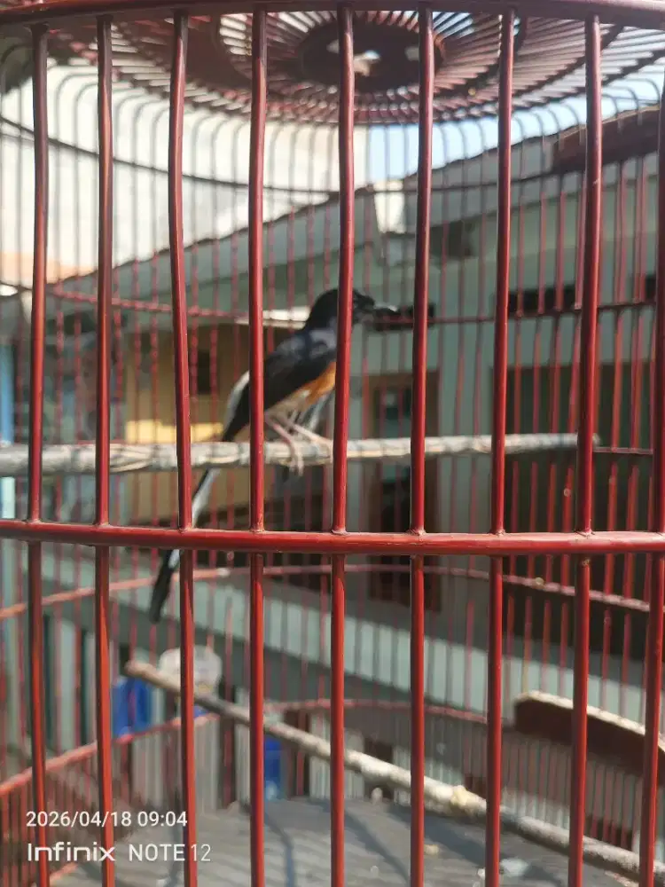 Murai Batu Medan minus