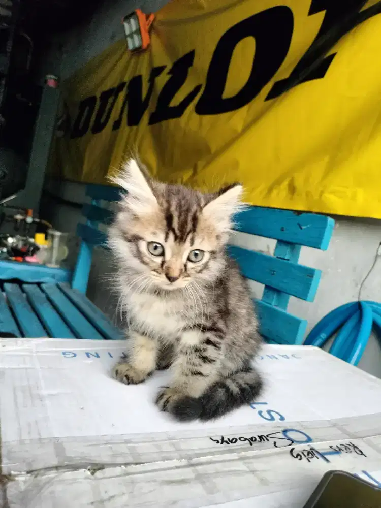 Kucing usia 2 bulan