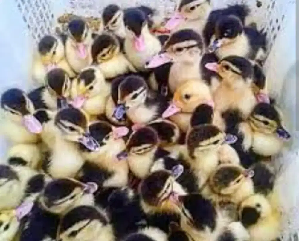 Jual anak bebek serati