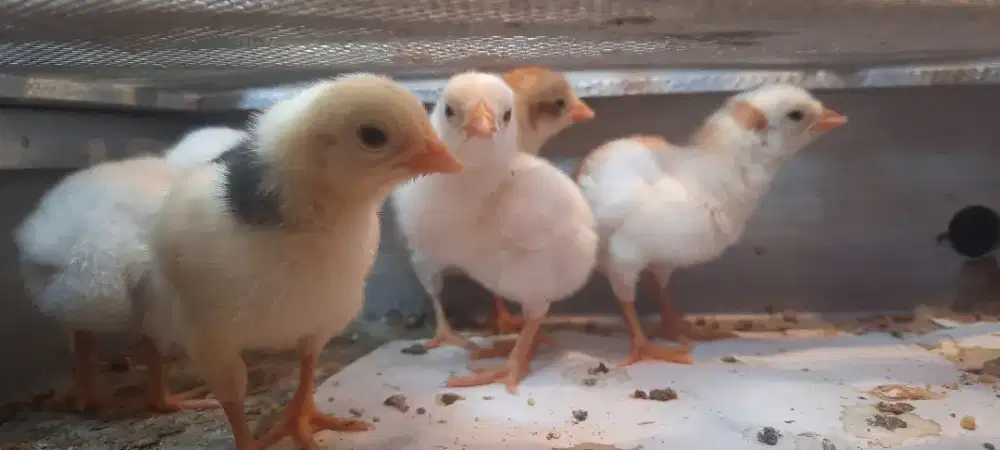 Ayam ekor lidi madura. Umur 1 minggu, 2 minggu