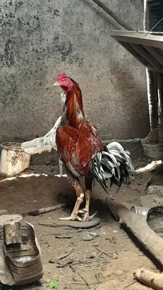 Ayam bangkok siam oke