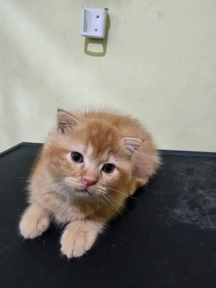 Kitten Scottish Fold usia 2 bulan