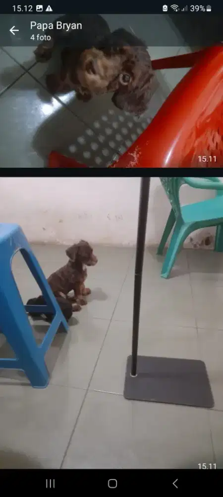 Dijual anak anjing shih poo