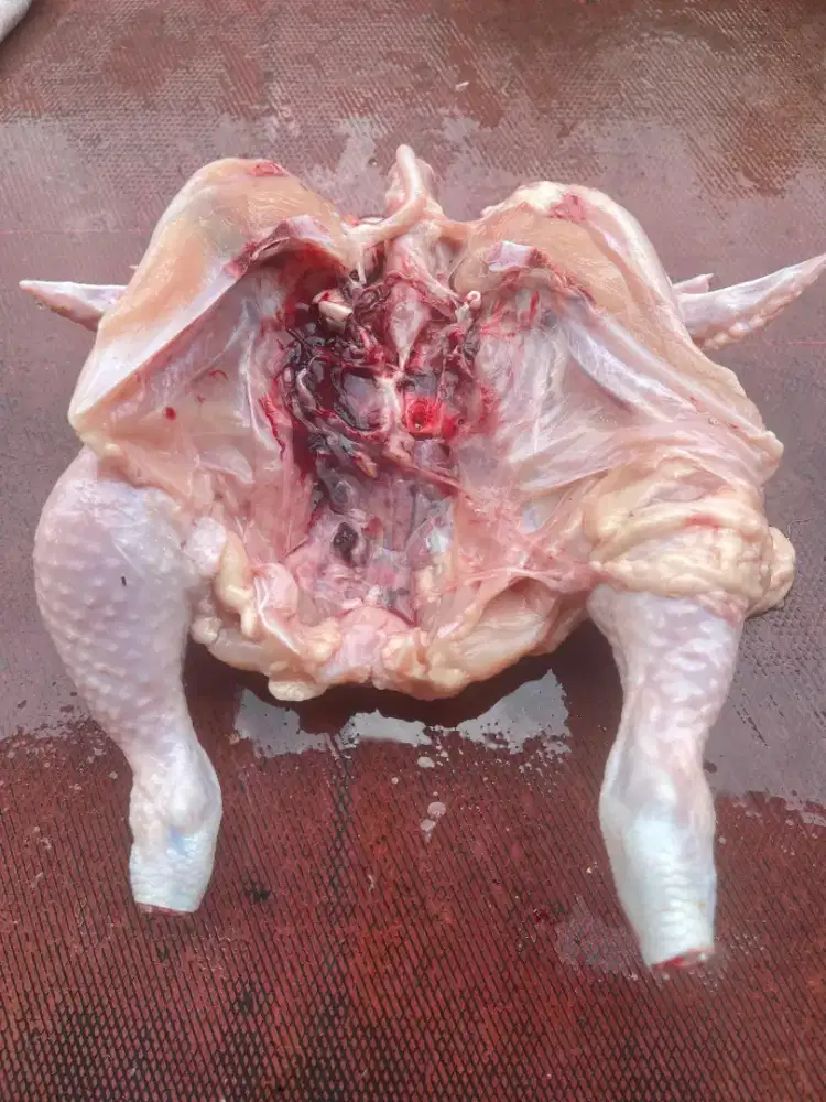 Ayam broiler / ayam potong fresh