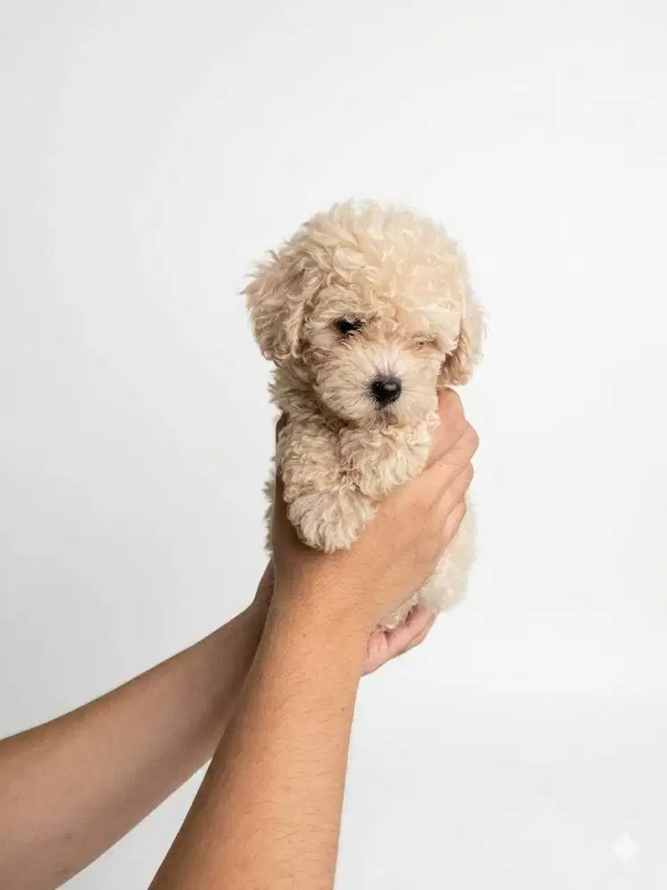 Toy Poodle Surabaya Betina Light Apricot (Stambum & Vaksin Lengkap)