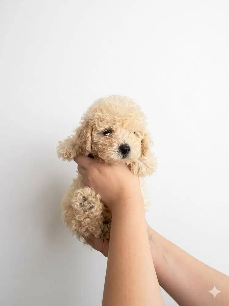 Toy Poodle Surabaya Jantan Light Apricot (Stambum & Vaksin Lengkap)