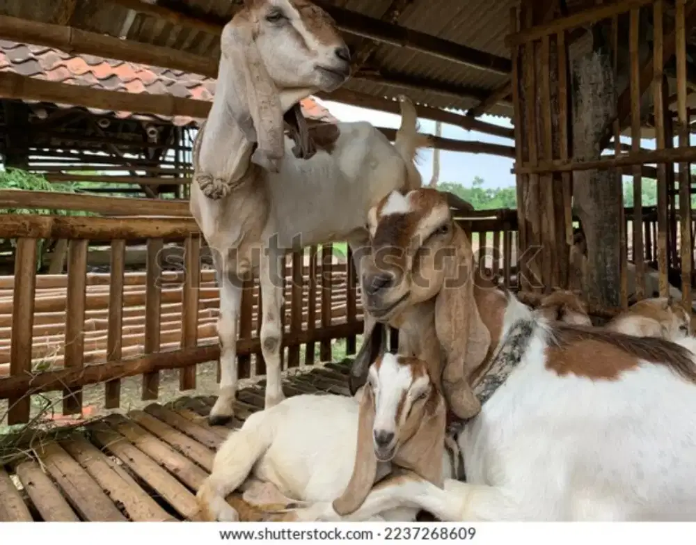 Dijual cpt hewan kambing,ada banyak.