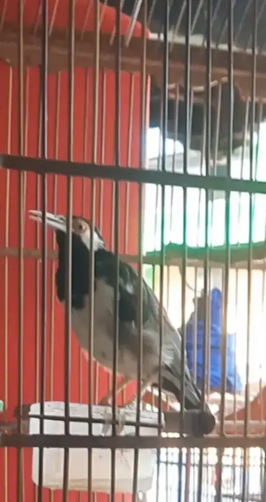 Burung jalak suren gacor jinak