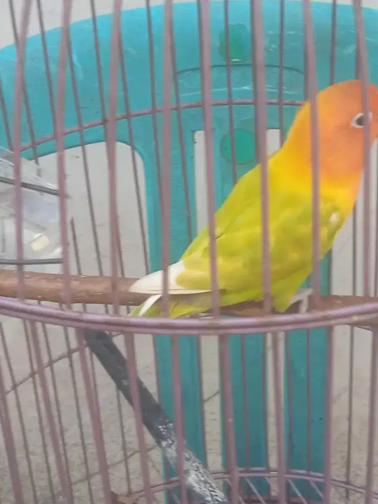 Bantu teman jual aja Lovebird paskun fs,durasi lumayan ngekek,