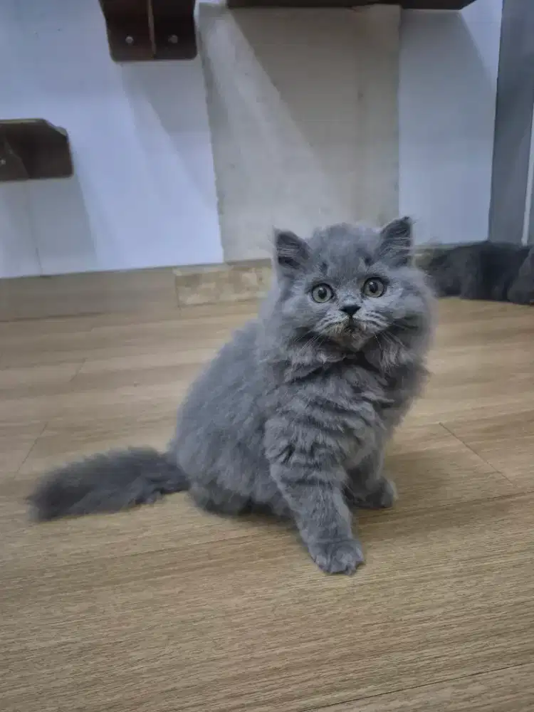 BLH BSH Kitten 3 bulan Jantan