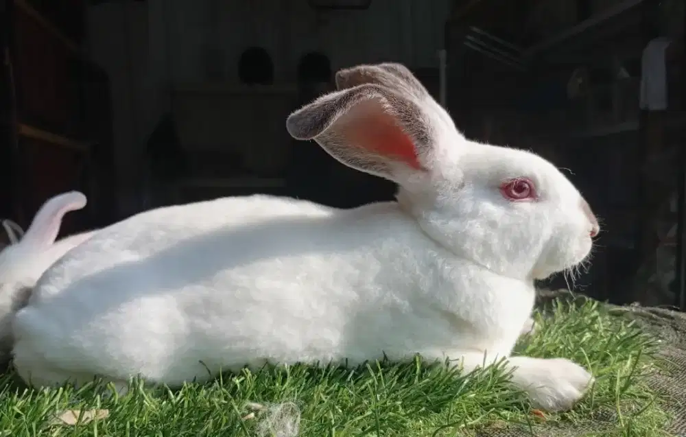 Kelinci hias rex himalaya (bulu karpet)