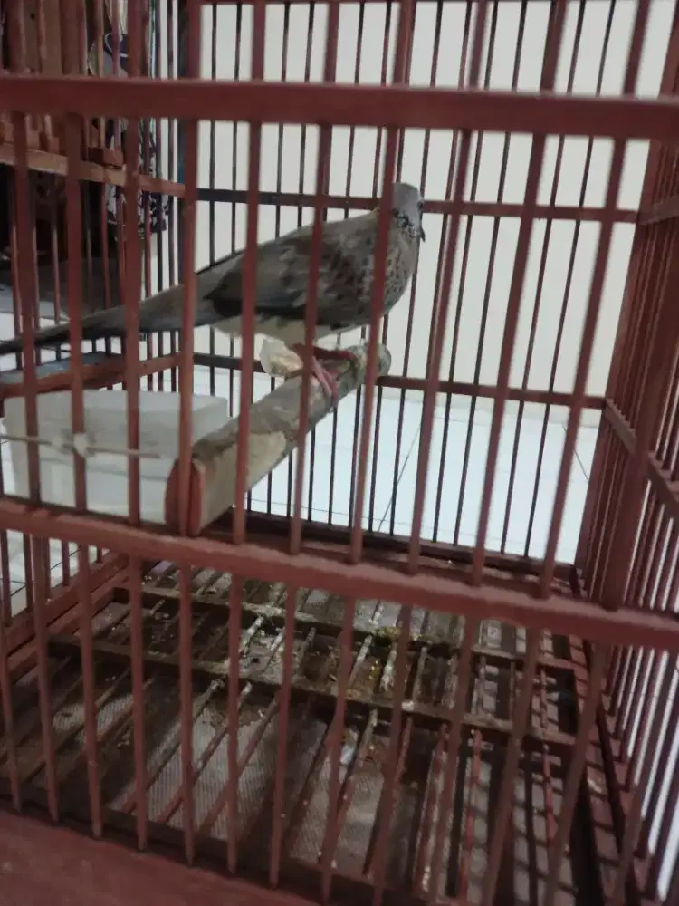 Burung tekukur kuk dua