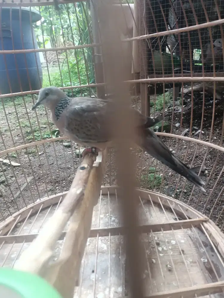 Burung tekukur derkuku Kelantan