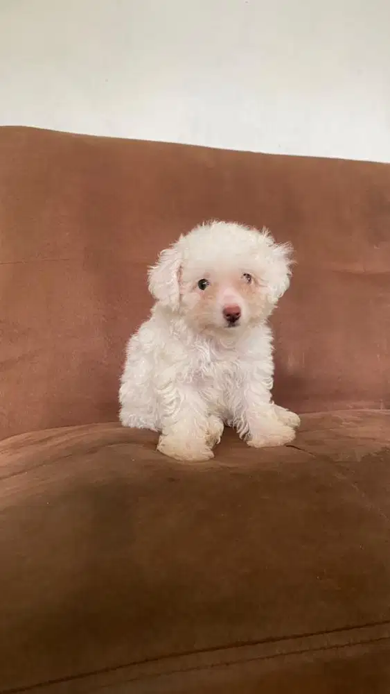 Poodle Toy betina white apricot