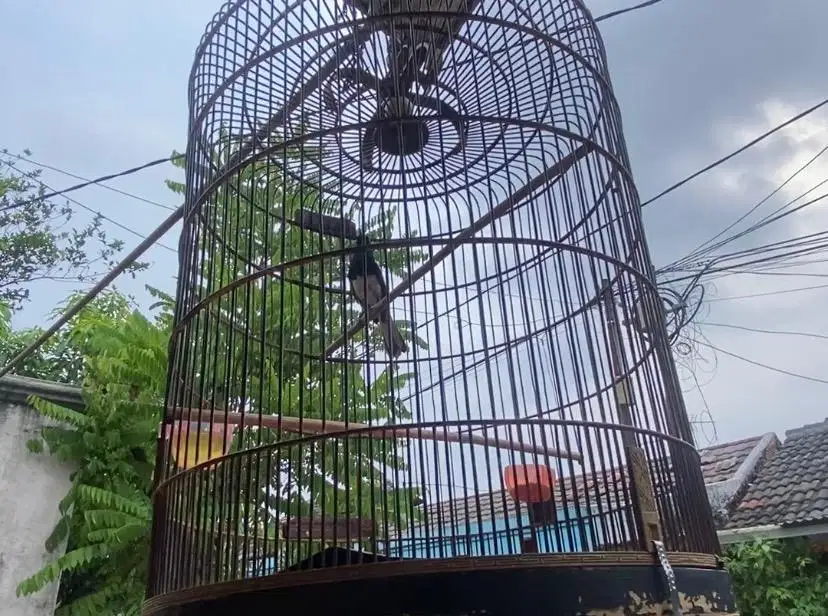 Kacer gacor Nego sampai deal