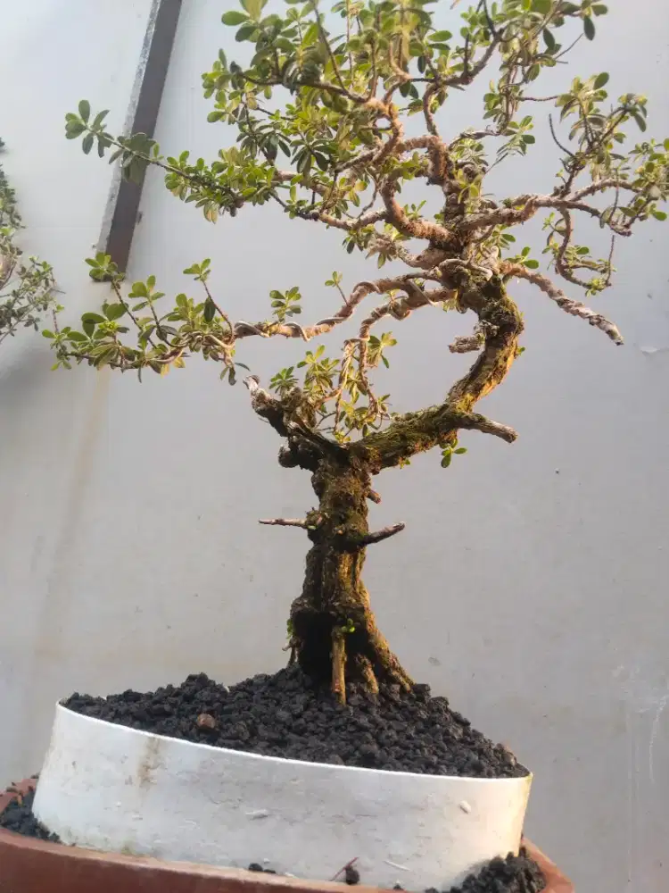 Bonsai santigi mawar