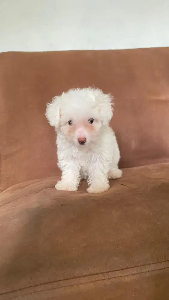 poodle toy white apricot betina