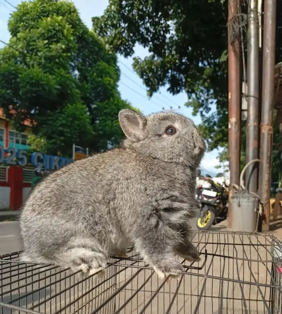 Kelinci hias Nedherland dwarf