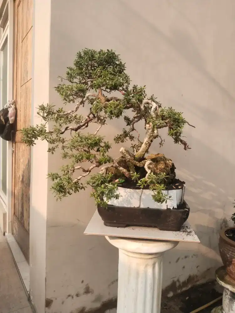 Bonsai santigi OTR Sulawesi