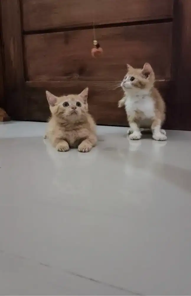 Kitten jantan 2.5 bulan