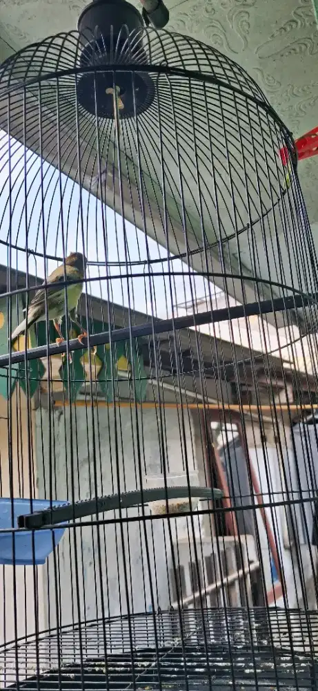 Burung kenari fulset