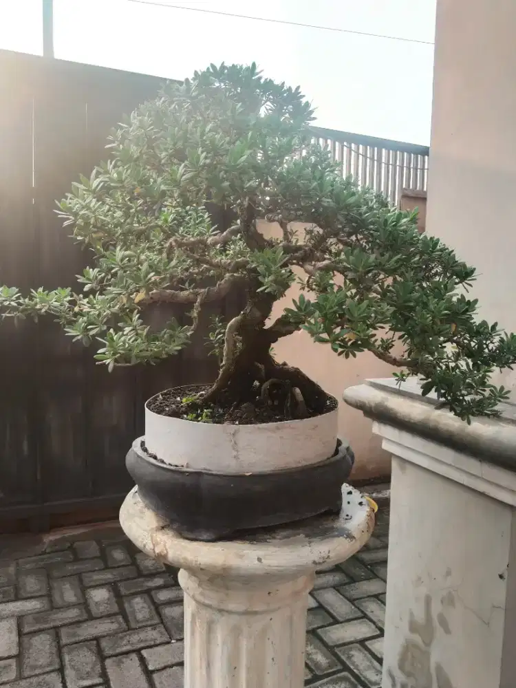Bonsai santigi mawar