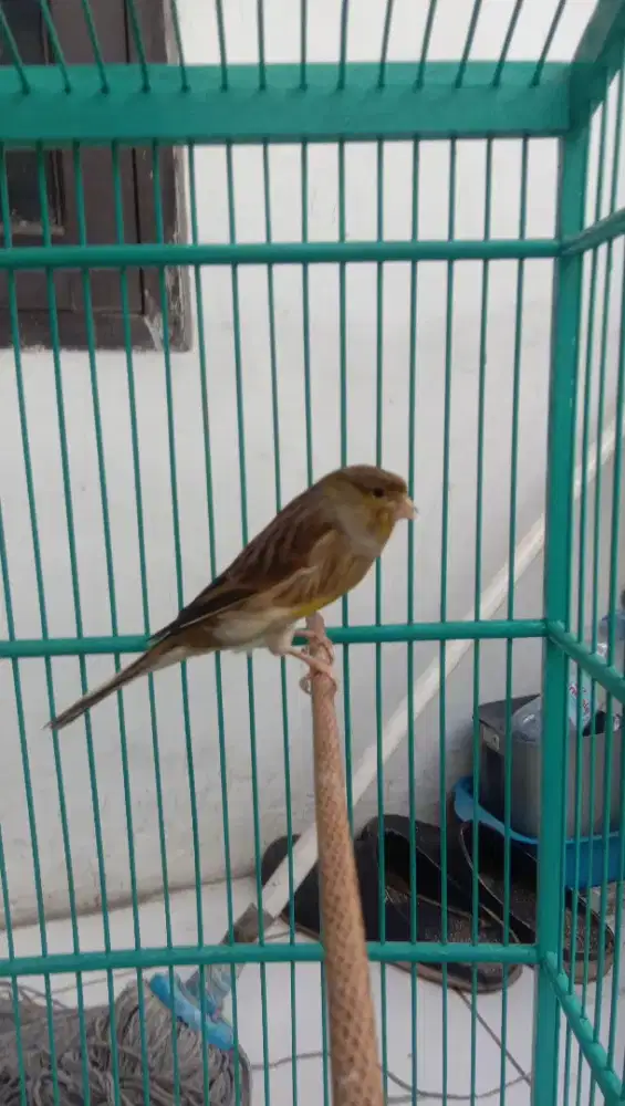 Knari betina perawan