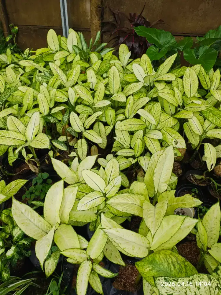 Jual Tanaman Hias Shrub & Ground Cover – Bikin Taman Lebih Hidup