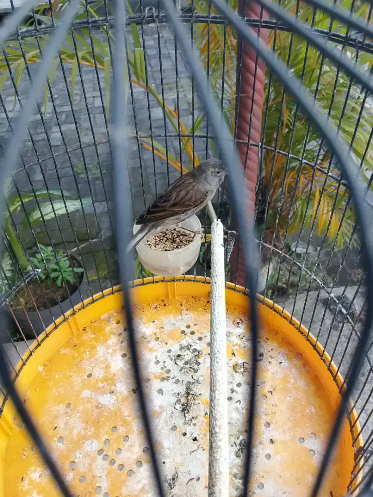 Kenari betina Sdh telur gemuk 1 butir