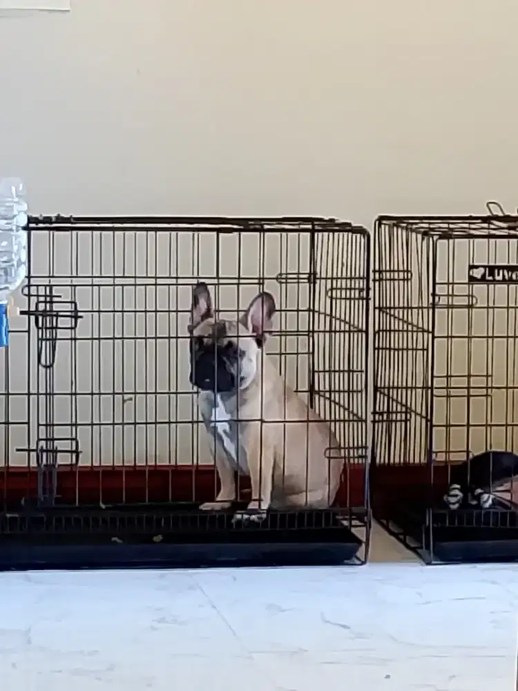 French bulldog / frenchie jantan stb