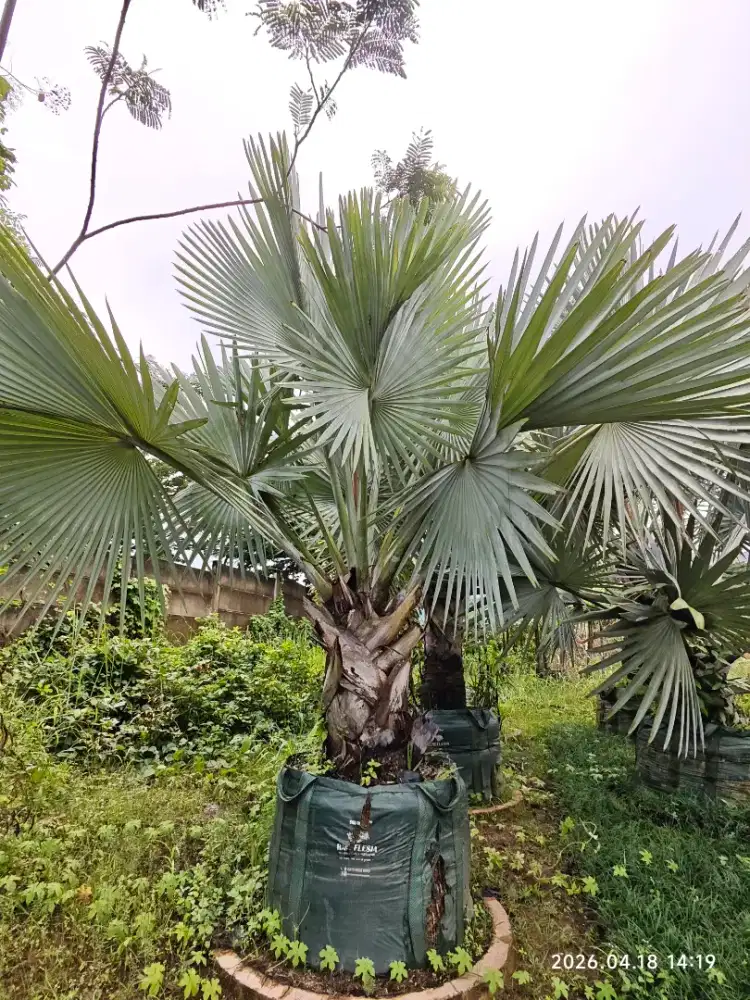 Jual Pohon Palem Hias – Bikin Taman Makin Elegan & Tropis