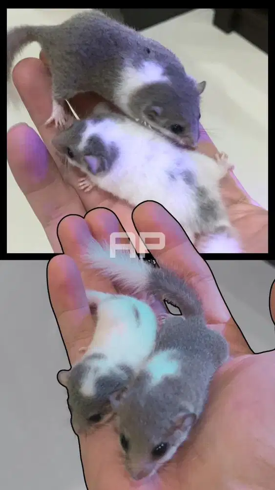 Tupai Mini Afrika alias Dormice