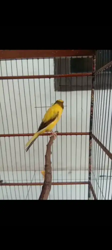 F1 Rasmi warna favorit