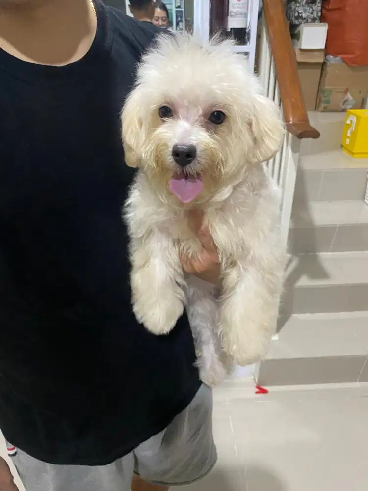 Puppys maltipo betina usia 5 bulan