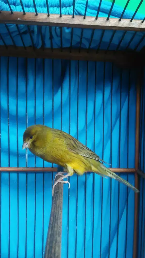 Kenari F2ys jantan muda