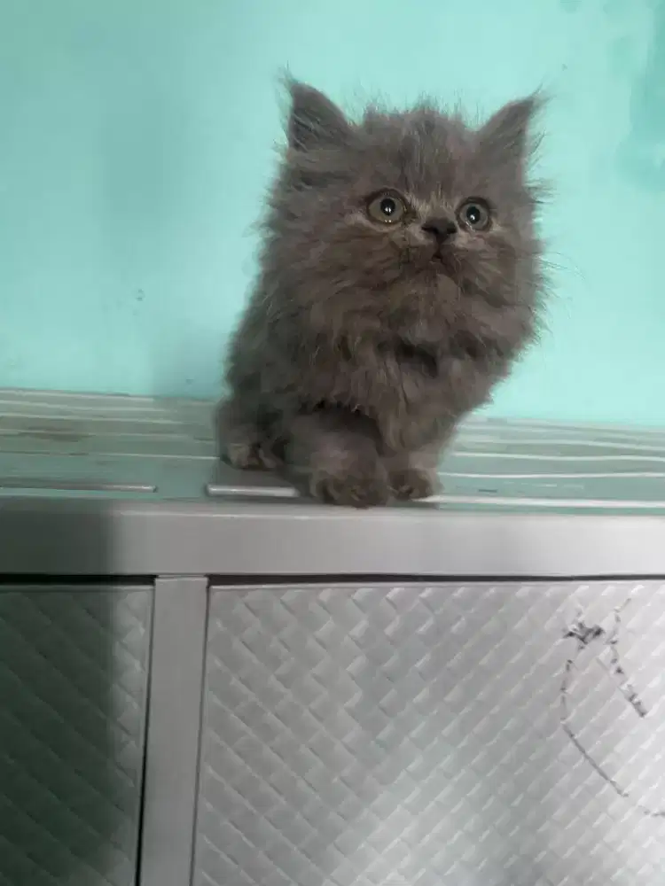 Kucing kitten British Munchkin Male Gemoy