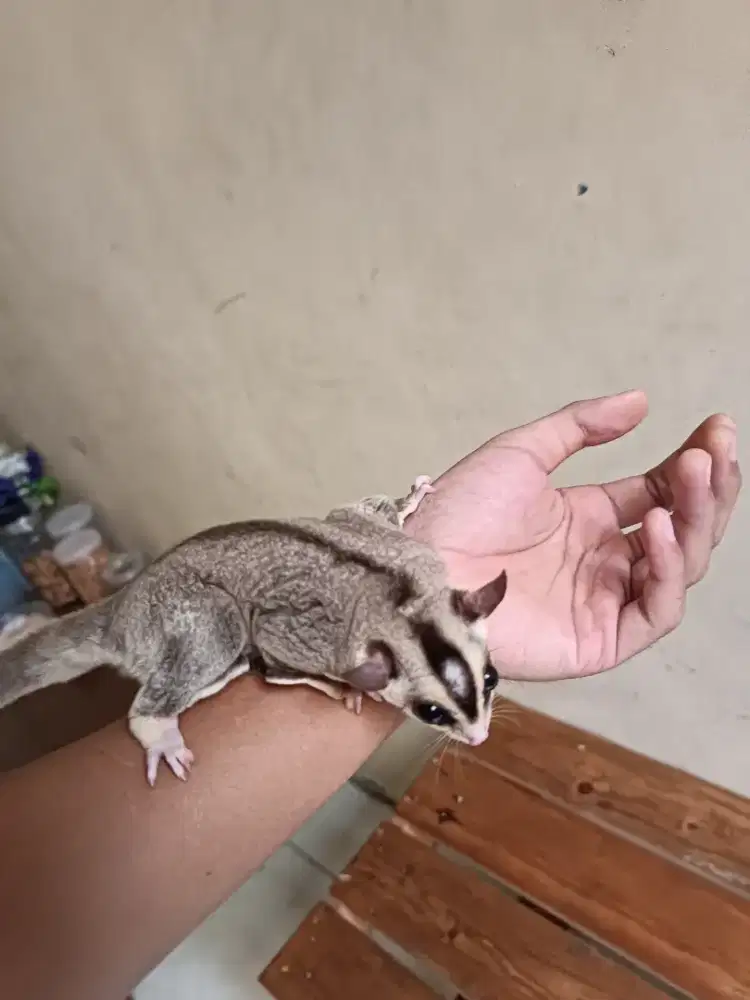 Sugar glider white face ring tail