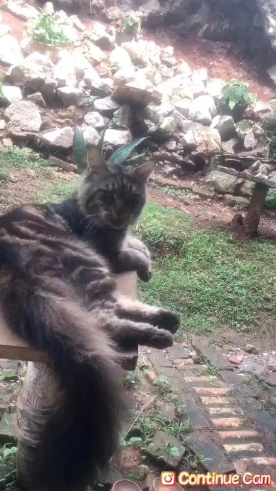 Jasa pacak kucing mainecoon