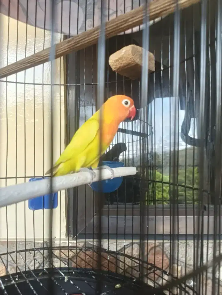 lutino mata hitam fullset kandang variasi