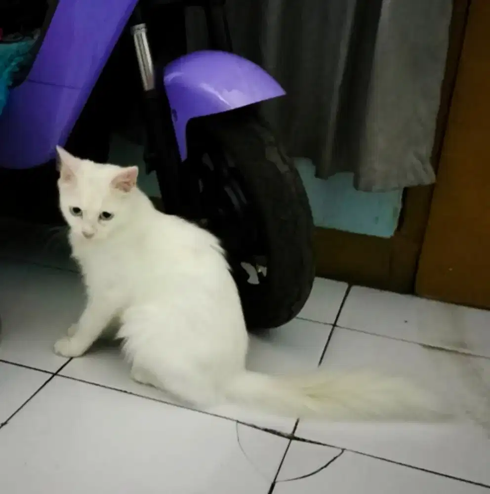 Kucing Persia Betina
