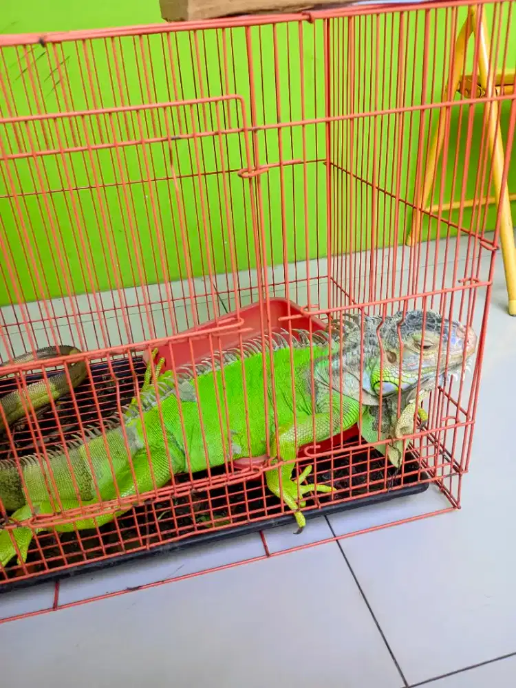 iguana green hijau