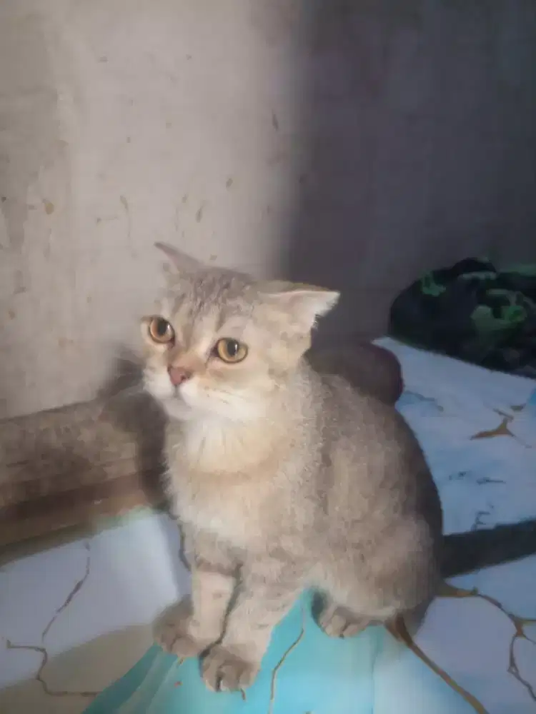 kucing Bsh Scottish fol pure betina