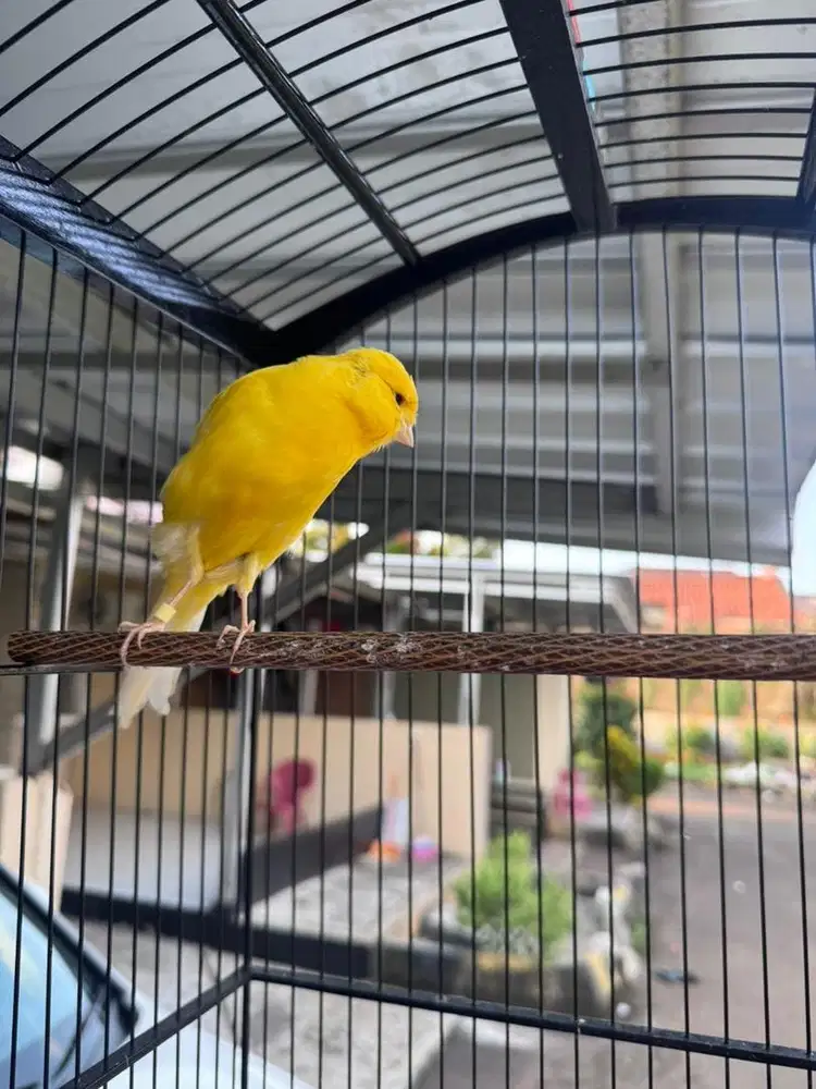 kenari rasmi iran asli import