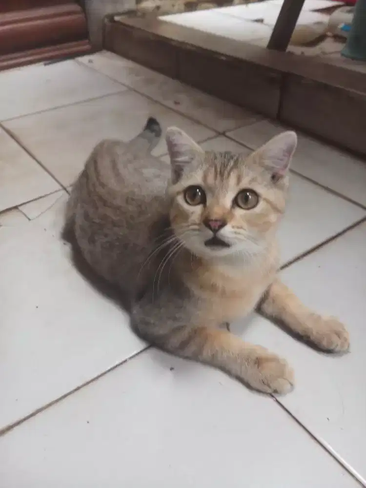 Bsh Scosttish fold pure jantan 3 bln