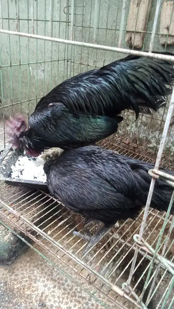 Ayam cemani sepasang