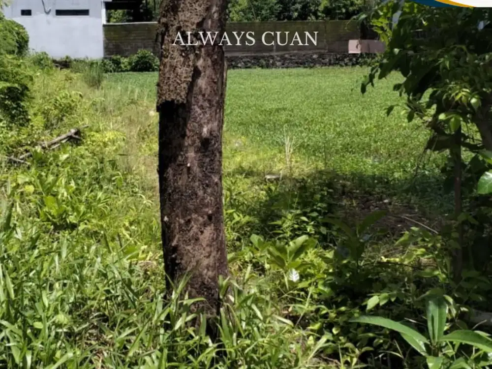 DIJUAL TANAH MURAH BUC BARANG PREMIUM SIAP BANGUN