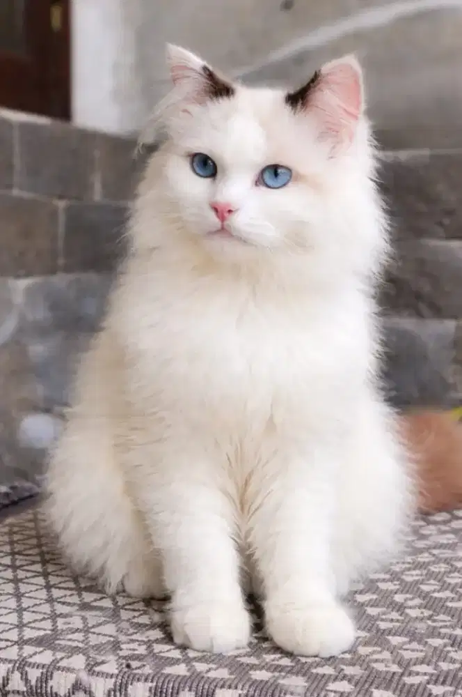 Ragdoll jantan real lepas nonped