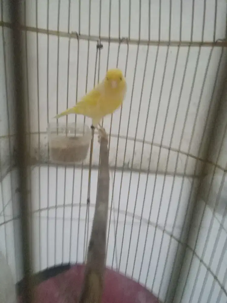 Kenari betina warna cerah